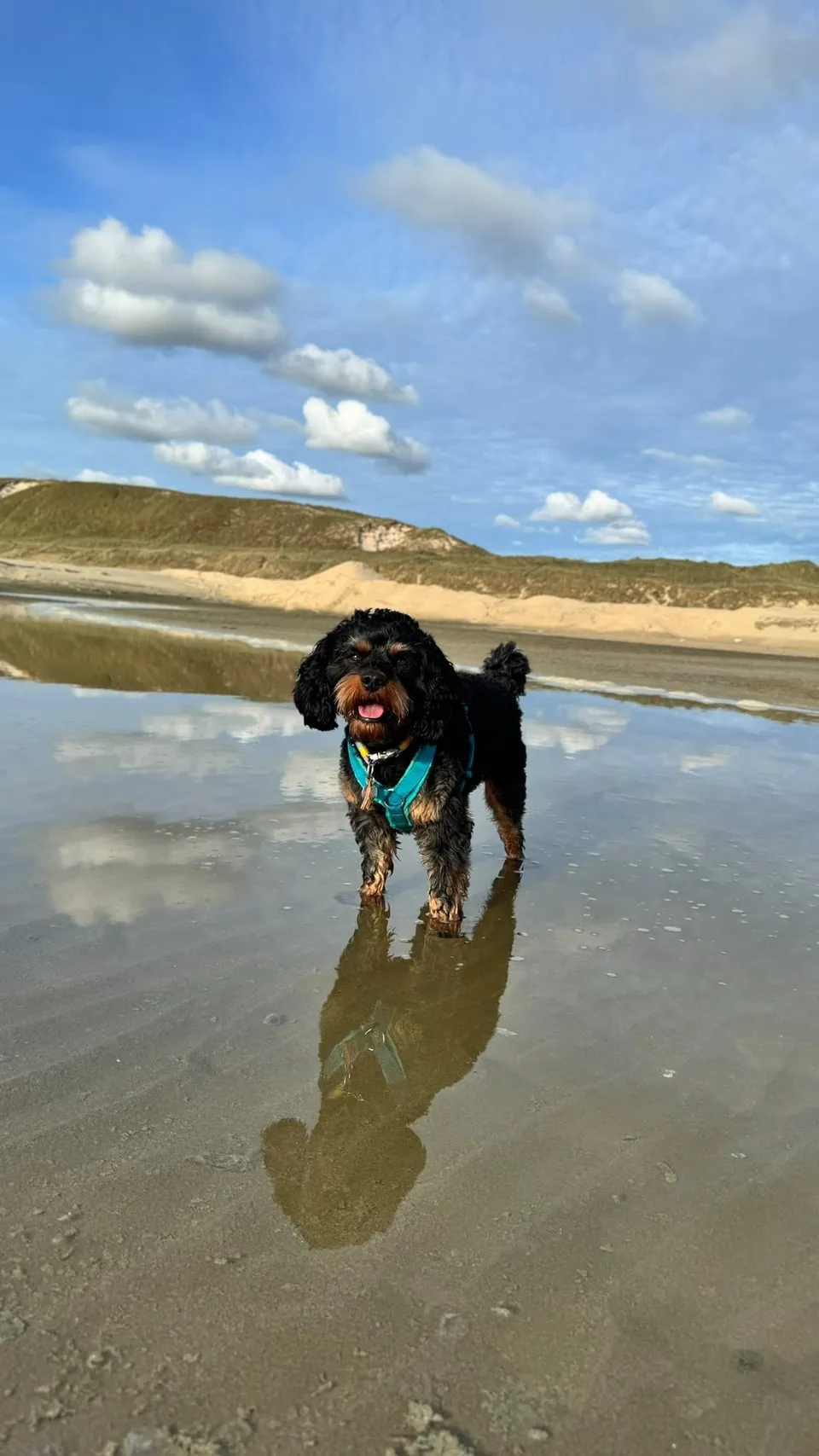 Hund im Watt