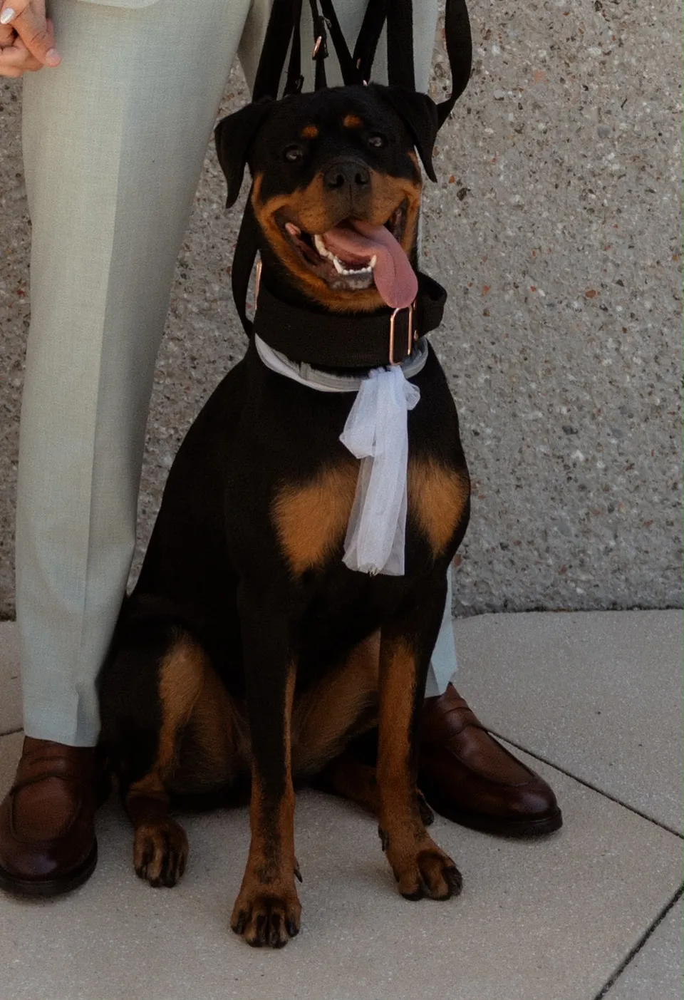 Hund mit Schleife