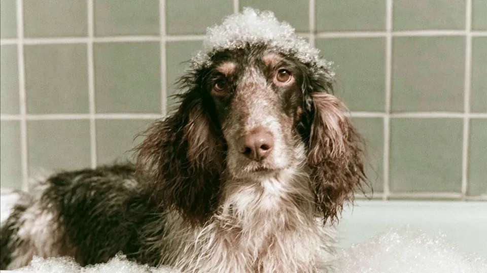Flauschiger Hund wird nach dem Baden abgetrocknet